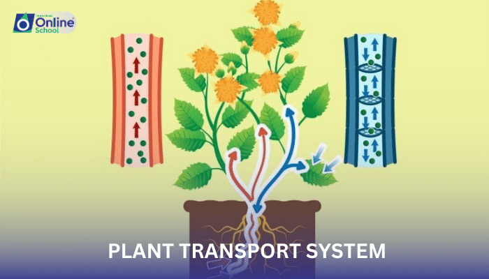 Lesson 01: Plant Transport Systems: Roots and Nutrient Uptake